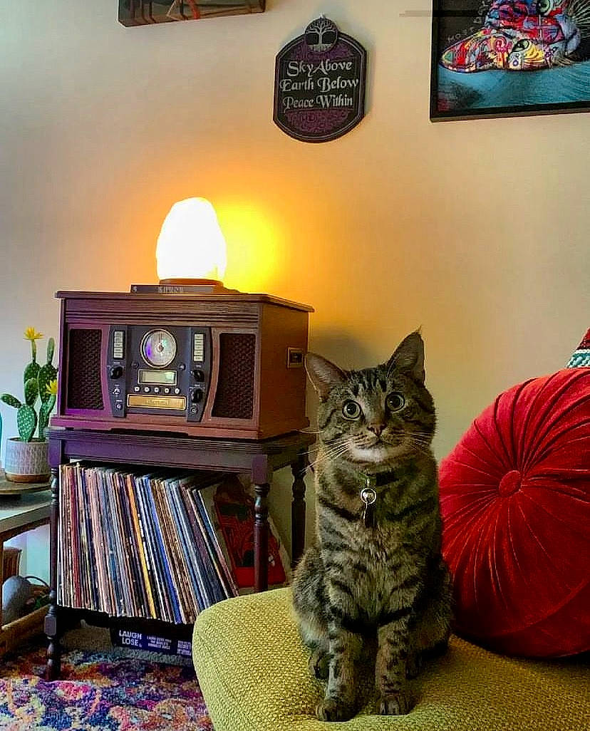 Bodhi is registered to the contest to win money with this photo: blue, book, bookcase, carnivore, cat, comfort, domestic_short_haired_cat, felidae, flowerpot, grey, houseplant, lamp, picture_frame, plant, room, shelf, shelving, small_to_medium_sized_cats, whiskers, wood