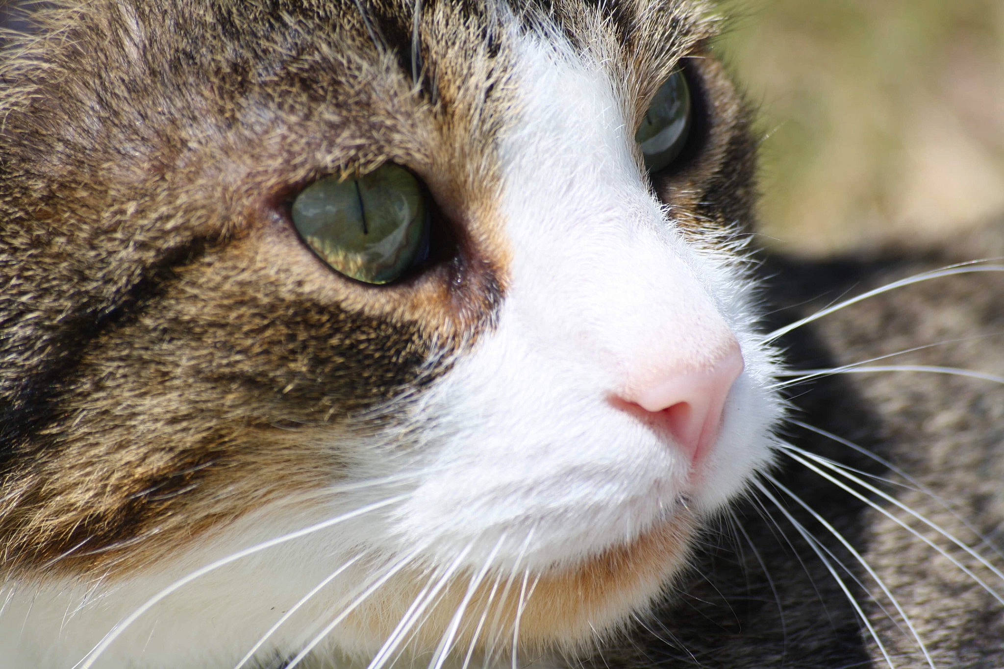 Totoro a rejoint le concours — aidez-le/la à gagner de superbes lots ! aegean_cat, american_wirehair, carnivore, cat, close_up, domestic_short_haired_cat, european_shorthair, eye, felidae, fur, grass, mammal, norwegian_forest_cat, nose, photography, small_to_medium_sized_cats, snout, tabby_cat, whiskers, wild_cat