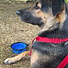 animal, black_and_tan, canine, dog, grass, large_dog, leash, lying_down, nature, outdoor, park, pet, picnic, profile, red_harness, relaxed, shade, stroller, trees, water_bowl