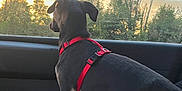 Ace participe au concours pour gagner de l'argent avec cette photo : animal, canine, car_interior, dog, domestic_animal, leaves, looking_out, nature, pet, red_harness, restraint, seat, side_view, sky, sunlight, sunset, travel, trees, vehicle, window
