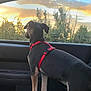 Ace participe au concours pour gagner de l'argent avec cette photo : dog, car_interior, red_harness, sunset, trees, window, pet, animal, seat, leaves, sky, nature, looking_out, travel, domestic_animal, canine, side_view, sunlight, vehicle, restraint