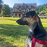 animal, building, canine, collar, daylight, dog, forest, grass, greenery, house, leisure, looking_away, mammal, nature, outdoor, pet, red_harness, sky, sunlight, tree