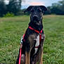 dog, canine, pet, harness, leash, grass, outdoor, nature, field, sitting, animal, mammal, black_and_tan, young_dog, calm, curious, sky, cloudy, tree, blurred_background