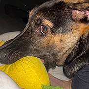 Ace participe au concours pour gagner de l'argent avec cette photo : animal, bed, black_fur, brown_eyes, close_up, dog, ears, face, fur, green, indoor, pet, playing, plush_toy, snout, soft, tan_fur, toy, whiskers, yellow