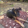Ace a rejoint le concours — aidez-le/la à gagner de superbes lots ! dog, puppy, outdoor, mat, stick, doghouse, garden, sunlight, shadow, paw_print, curious, relaxed, brown, black, animal, pet, nature, leaves, concrete, playful