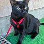 alert, animal, artificial_grass, black_cat, close_up, companion, concrete_wall, cute, domestic_cat, ears, feline, fur, green_eyes, harness, leash, outdoor, pet, side_view, sitting, whiskers