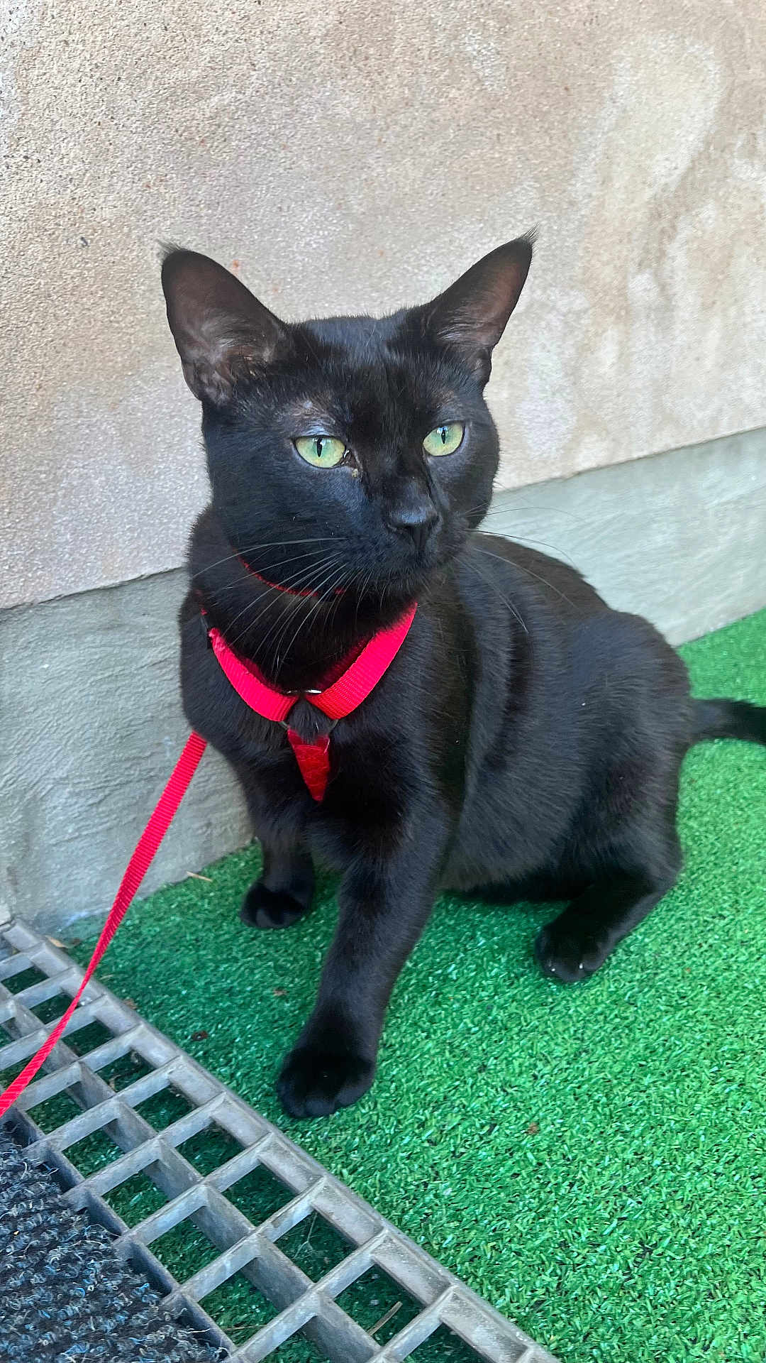 Roby participe au concours pour gagner de l'argent avec cette photo : black_cat, green_eyes, harness, leash, outdoor, pet, animal, feline, sitting, alert, fur, whiskers, ears, side_view, concrete_wall, artificial_grass, close_up, domestic_cat, cute, companion