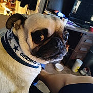 Princess joined the competition — help win amazing prizes! animal, bowl, casual, collar, couch, curious, dog, floor, footwear, furniture, home, indoor, leg, person, pet, pug, room, small_dog, table, television