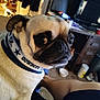 animal, bowl, casual, collar, couch, curious, dog, floor, footwear, furniture, home, indoor, leg, person, pet, pug, room, small_dog, table, television