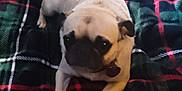 Princess joined the competition — help win amazing prizes! animal, baby, blanket, boxer, bulldog, canine, dog, frenchbulldog, person, pet, pitbull, pug, puppy, quilt, sleeping
