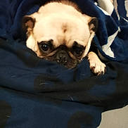 Princess is registered to the contest to win money with this photo: animal, blanket, closeup, comfort, companion, cozy, cute, dog, domestic, face, fur, indoor, paw, pet, portrait, pug, resting, sleepy, snuggled, warm