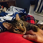 Shadow joined the competition — help win amazing prizes! cat, tabby, hand, red_clothing, blanket, plaid, star_pattern, indoor, cozy, snuggling, resting, feline, pet, closeup, comfort, warmth, domestic, fur, whiskers, relaxation