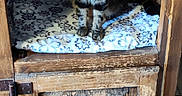 Shadow is registered to the contest to win money with this photo: abyssinian, animal, bed, box, cabinet, cat, closet, crate, cupboard, drawer, furniture, hardwood, indoors, kitten, manx, pet, plywood, shelf, sideboard, wood