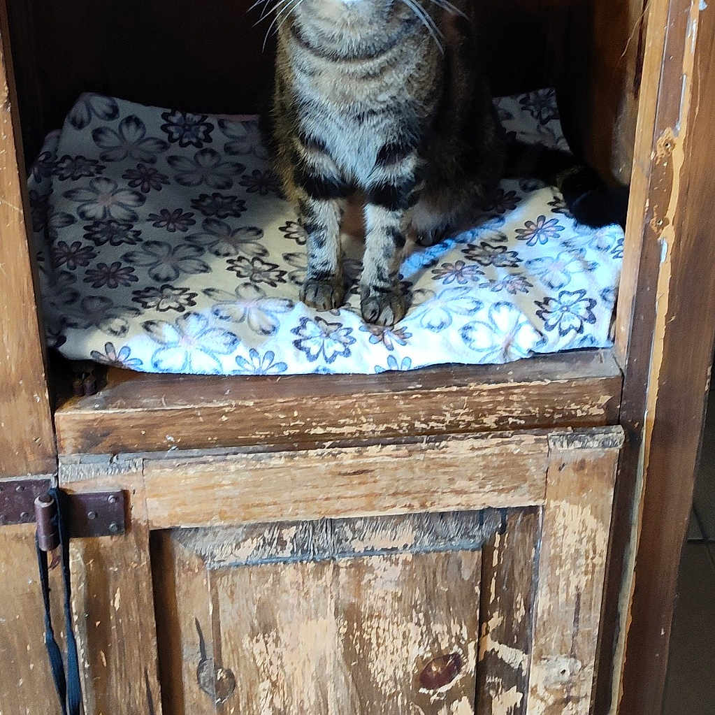 Shadow is registered to the contest to win money with this photo: abyssinian, animal, bed, box, cabinet, cat, closet, crate, cupboard, drawer, furniture, hardwood, indoors, kitten, manx, pet, plywood, shelf, sideboard, wood