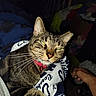 Shadow joined the competition — help win amazing prizes! cat, tabby_cat, pet, animal, collar, bell, blanket, indoor, resting, feline, whiskers, paw, human_arm, clutter, textile, striped_fur, close_up, domestic_animal, relaxed, night