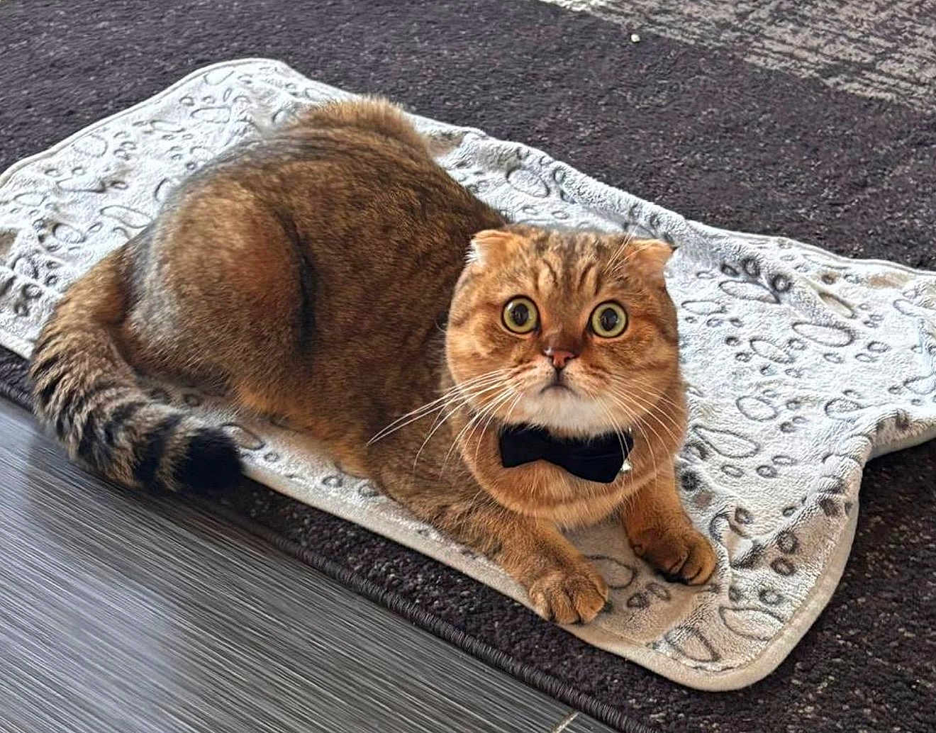 Oscar a rejoint le concours — aidez-le/la à gagner de superbes lots ! cat, bow_tie, towel, wide_eyes, folded_ears, fur, pet, animal, indoor, floor, carpet, pattern, brown, orange, striped_tail, cute, alert, domestic_cat, whiskers, paws