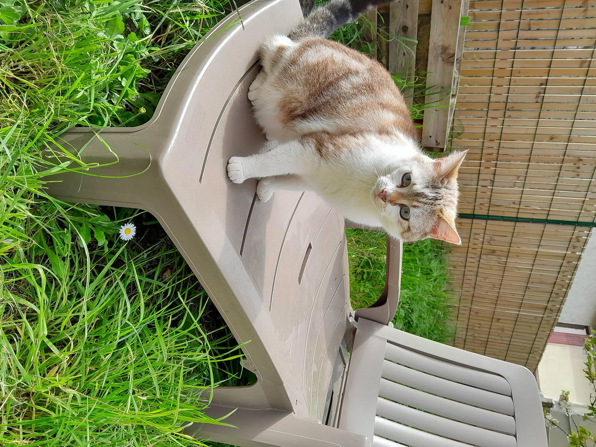 Aslan participe au concours pour gagner de l'argent avec cette photo : canidae, carnivore, cat, domestic_short_haired_cat, fawn, felidae, fur, grass, herb, kitchen_utensil, outdoor_furniture, plant, small_to_medium_sized_cats, sporting_group, tableware, tail, whiskers, wildlife, wood