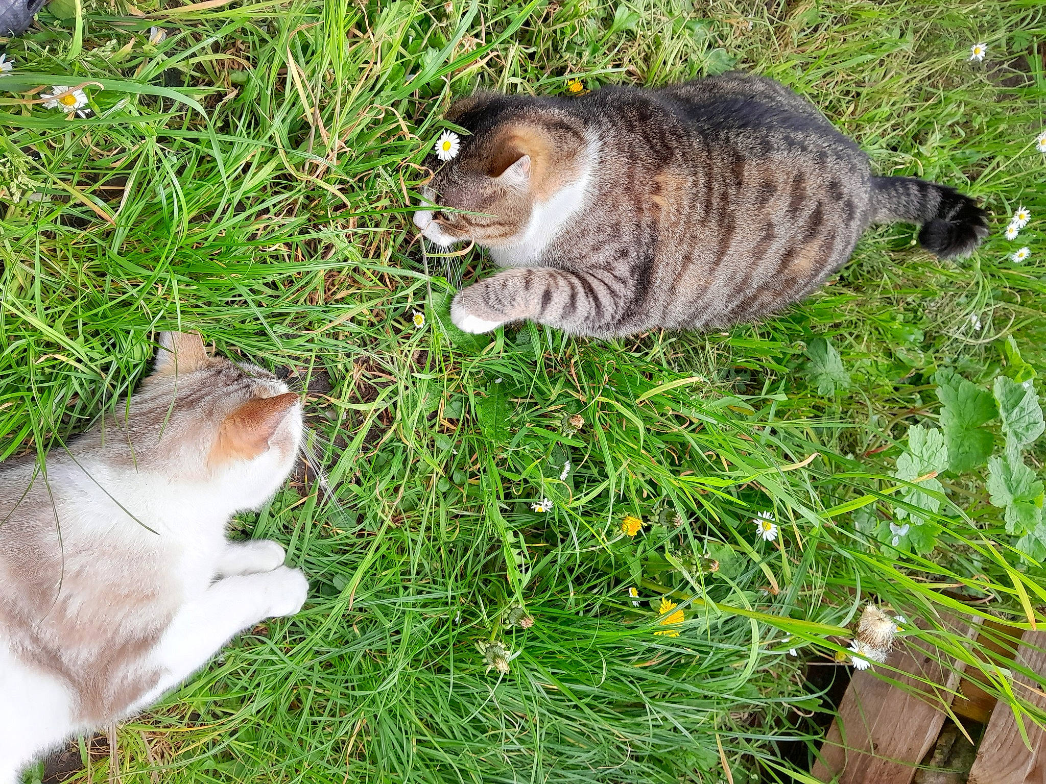 Aslan a rejoint le concours — aidez-le/la à gagner de superbes lots ! art, carnivore, cat, domestic_short_haired_cat, fawn, felidae, fur, grass, grass_family, groundcover, herb, lawn, plant, shrub, small_to_medium_sized_cats, snout, tail, terrestrial_animal, whiskers, wildlife