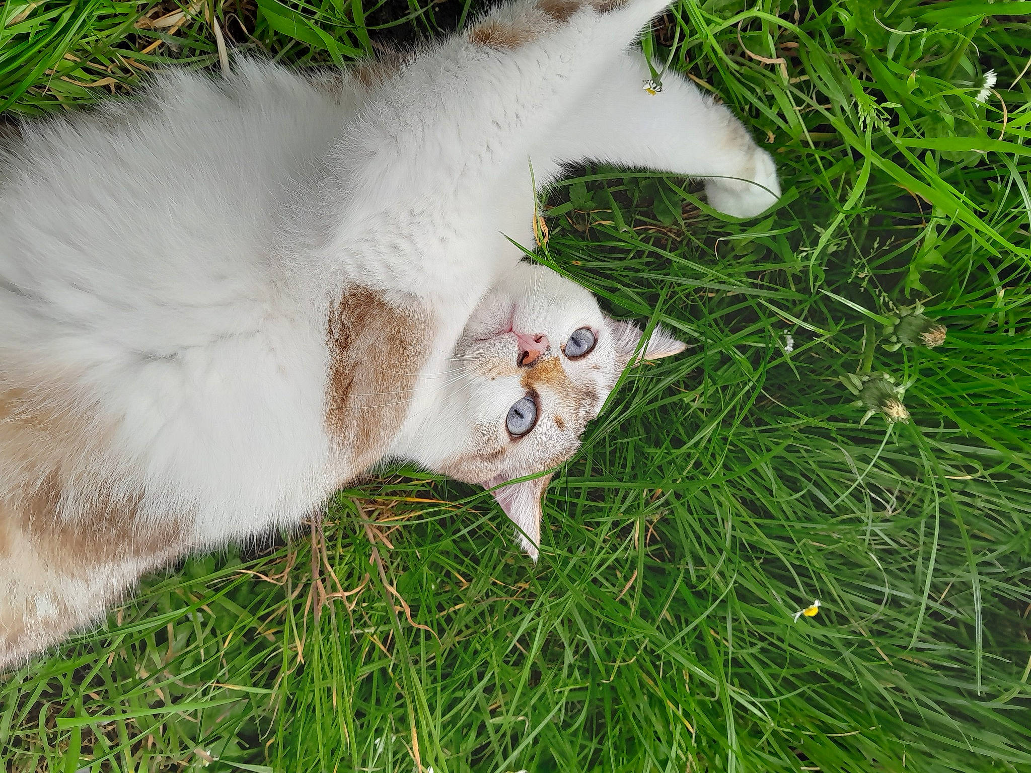 Aslan a rejoint le concours — aidez-le/la à gagner de superbes lots ! canidae, carnivore, cat, dog_breed, domestic_short_haired_cat, fawn, felidae, fur, grass, groundcover, herb, pasture, paw, plant, small_to_medium_sized_cats, snout, tail, terrestrial_animal, whiskers, wildlife