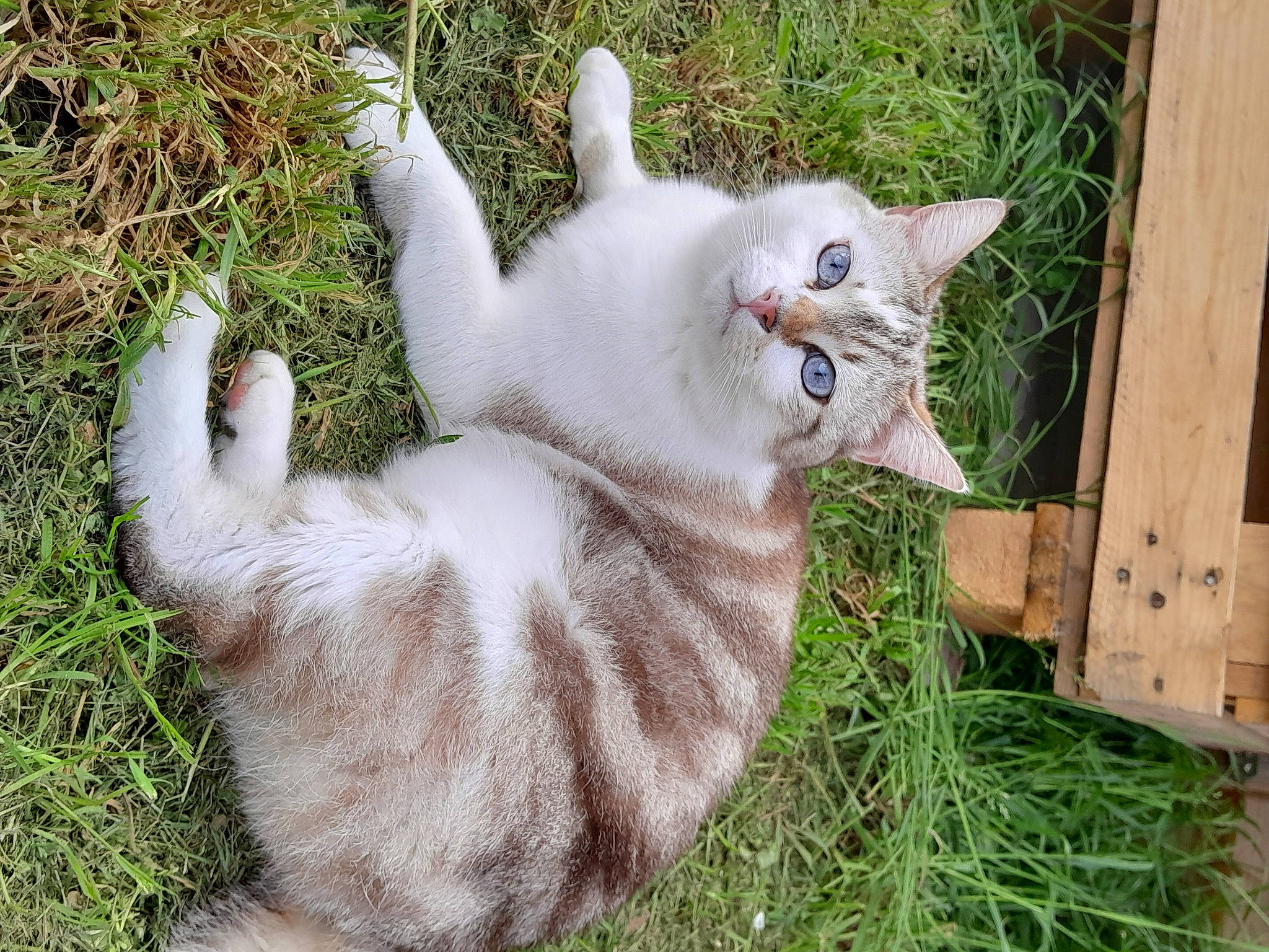 Aslan a rejoint le concours — aidez-le/la à gagner de superbes lots ! carnivore, cat, domestic_short_haired_cat, fawn, felidae, fur, grass, groundcover, lawn_ornament, paw, plant, small_to_medium_sized_cats, snout, tail, terrestrial_animal, whiskers, yard