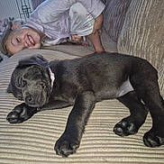 Missy is registered to the contest to win money with this photo: puppy, dog, sleeping, couch, child, smiling, indoor, cozy, black_dog, pet, home, happy, cute, resting, striped_couch, young_child, relaxing, fur, paws, collar