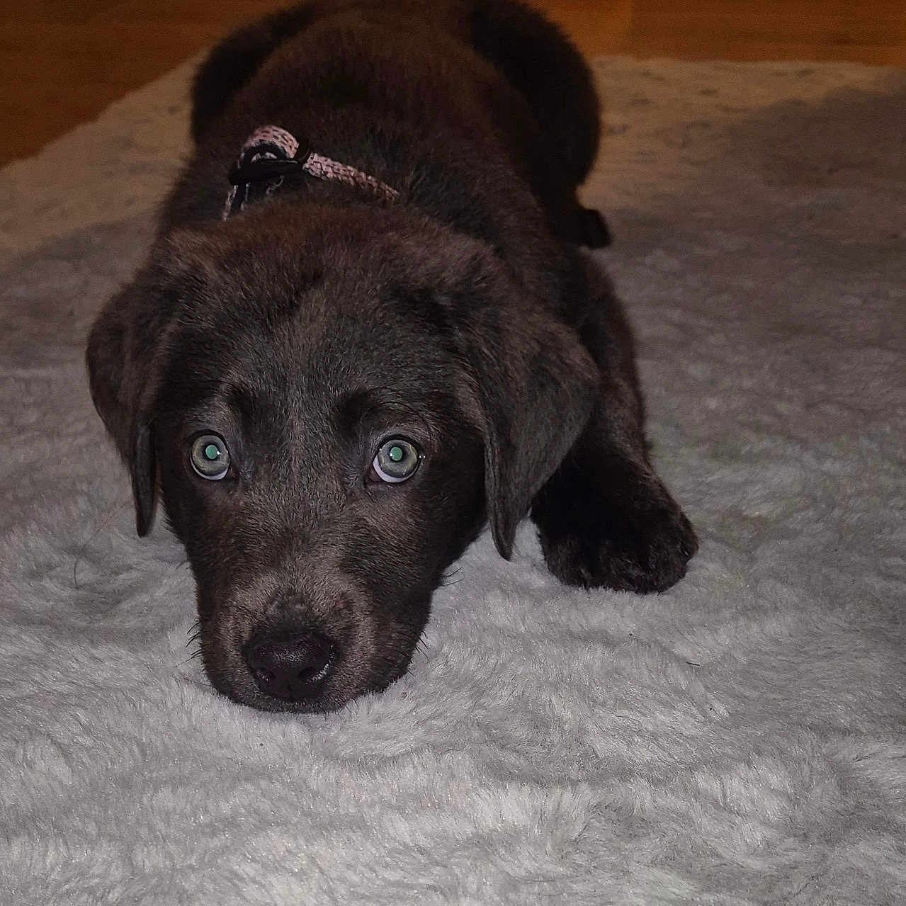 Missy joined the competition — help win amazing prizes! animal, carpet, collar, cute, dog, domestic_animal, ears, eyes, floor, fluffy_rug, fur, home, indoor, looking_up, lying_down, nose, pet, puppy, whiskers, young_dog