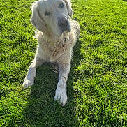 Diego participe au concours pour gagner de l'argent avec cette photo : dog, golden_retriever, grass, outdoor, sunlight, pet, canine, animal, nature, greenery, daylight, mammal, laying_down, fur, friendly, domestic_animal, summer, yard, cute, relaxed