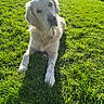 dog, golden_retriever, grass, outdoor, sunlight, pet, canine, animal, nature, greenery, daylight, mammal, laying_down, fur, friendly, domestic_animal, summer, yard, cute, relaxed
