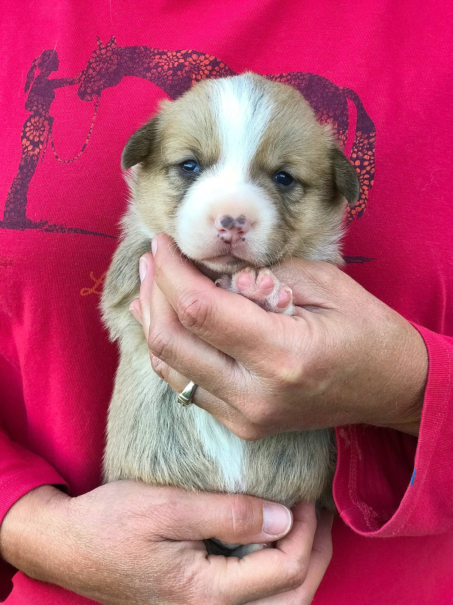 Zero is registered to the contest to win money with this photo: canidae, carnivore, companion_dog, dog, dog_breed, mammal, miniature_australian_shepherd, moscow_watchdog, puppy, puppy_love, rare_breed_dog, vertebrate