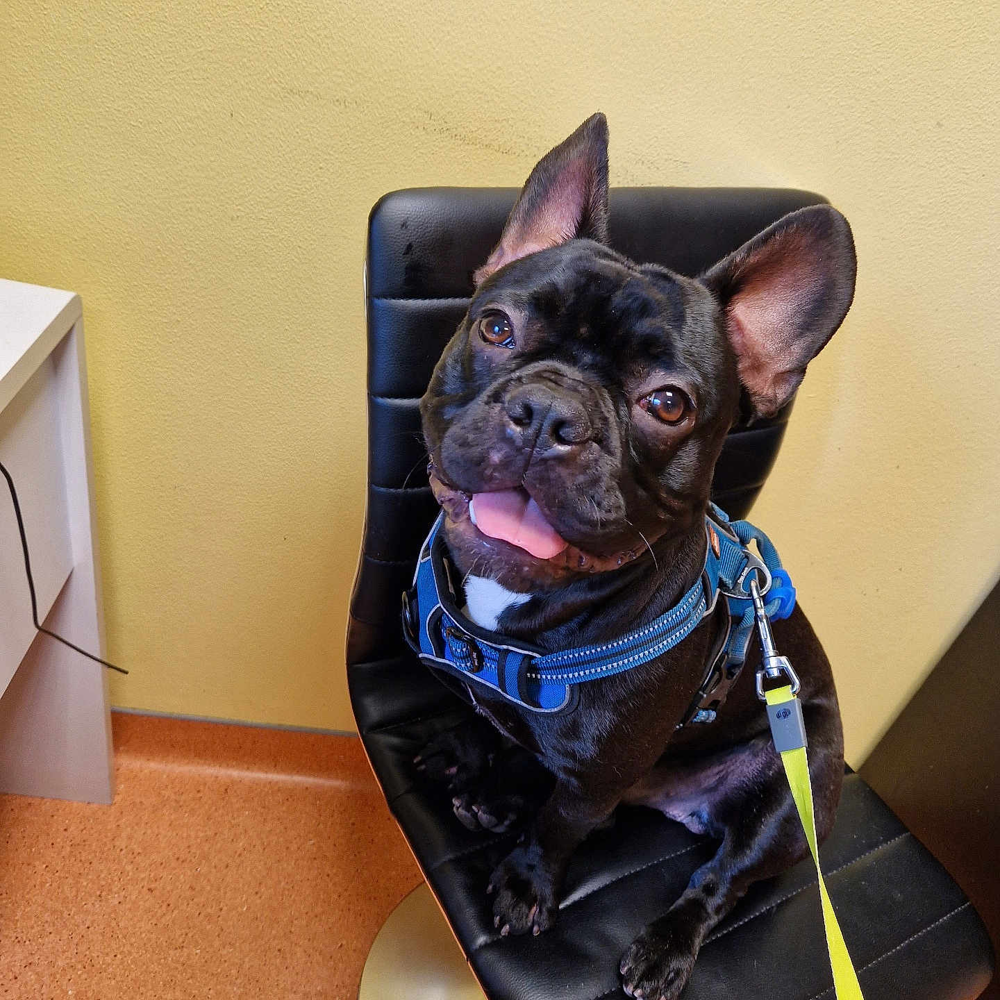 Tao participe au concours pour gagner de l'argent avec cette photo : accessories, adult, animal, armchair, belt, boxer, bulldog, canine, chair, dog, frenchbulldog, furniture, male, man, person, pet, pitbull, pug, puppy, strap