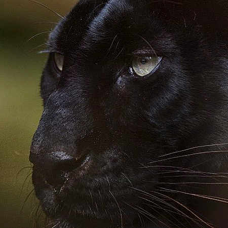 Mael participe au concours pour gagner de l'argent avec cette photo : big_cats, black, black_cat, carnivore, close_up, eye, felidae, mammal, small_to_medium_sized_cats, snout, whiskers, wildlife