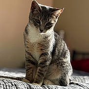 Roxy Rows joined the competition — help win amazing prizes! animal, bed, blanket, cat, closeup, curious, cute, domestic_cat, ears, feline, fur, gray, indoor, pet, portrait, sitting, soft_light, tabby_cat, whiskers, white