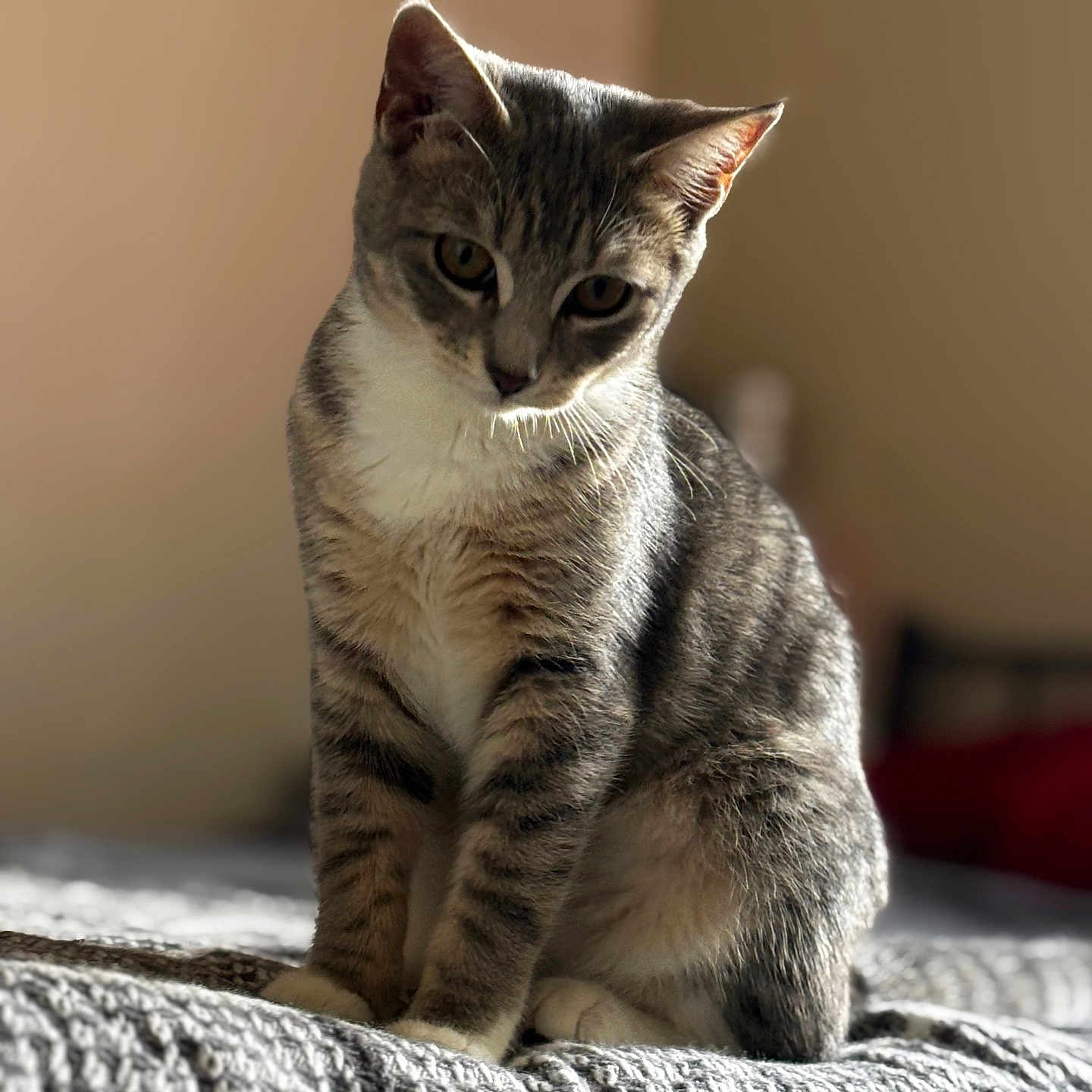 Roxy Rows joined the competition — help win amazing prizes! animal, bed, blanket, cat, closeup, curious, cute, domestic_cat, ears, feline, fur, gray, indoor, pet, portrait, sitting, soft_light, tabby_cat, whiskers, white
