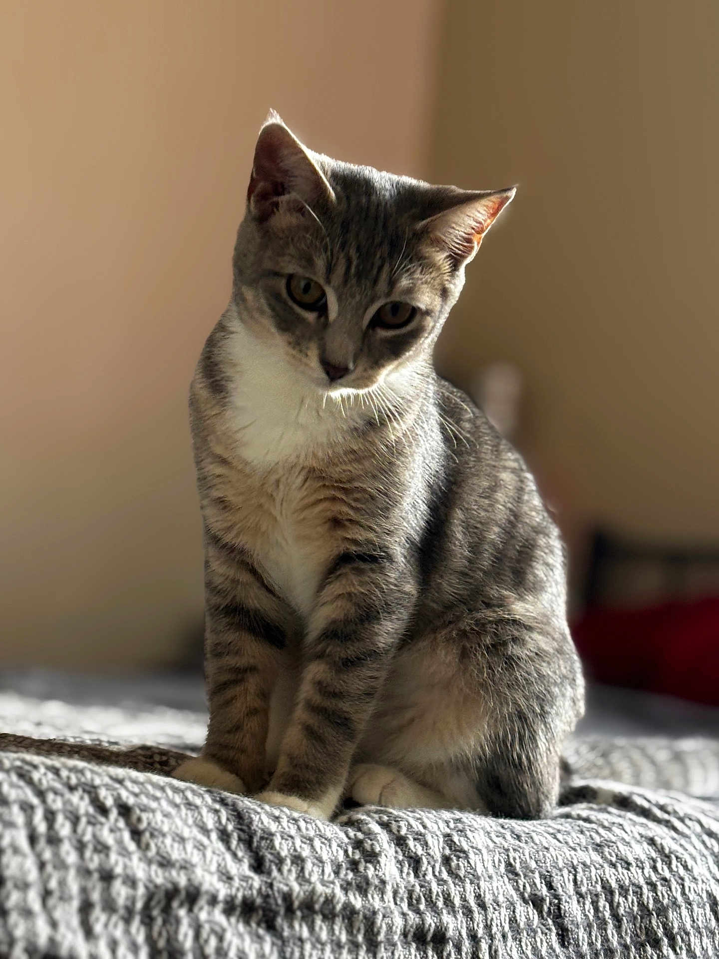 Roxy Rows joined the competition — help win amazing prizes! animal, bed, blanket, cat, closeup, curious, cute, domestic_cat, ears, feline, fur, gray, indoor, pet, portrait, sitting, soft_light, tabby_cat, whiskers, white