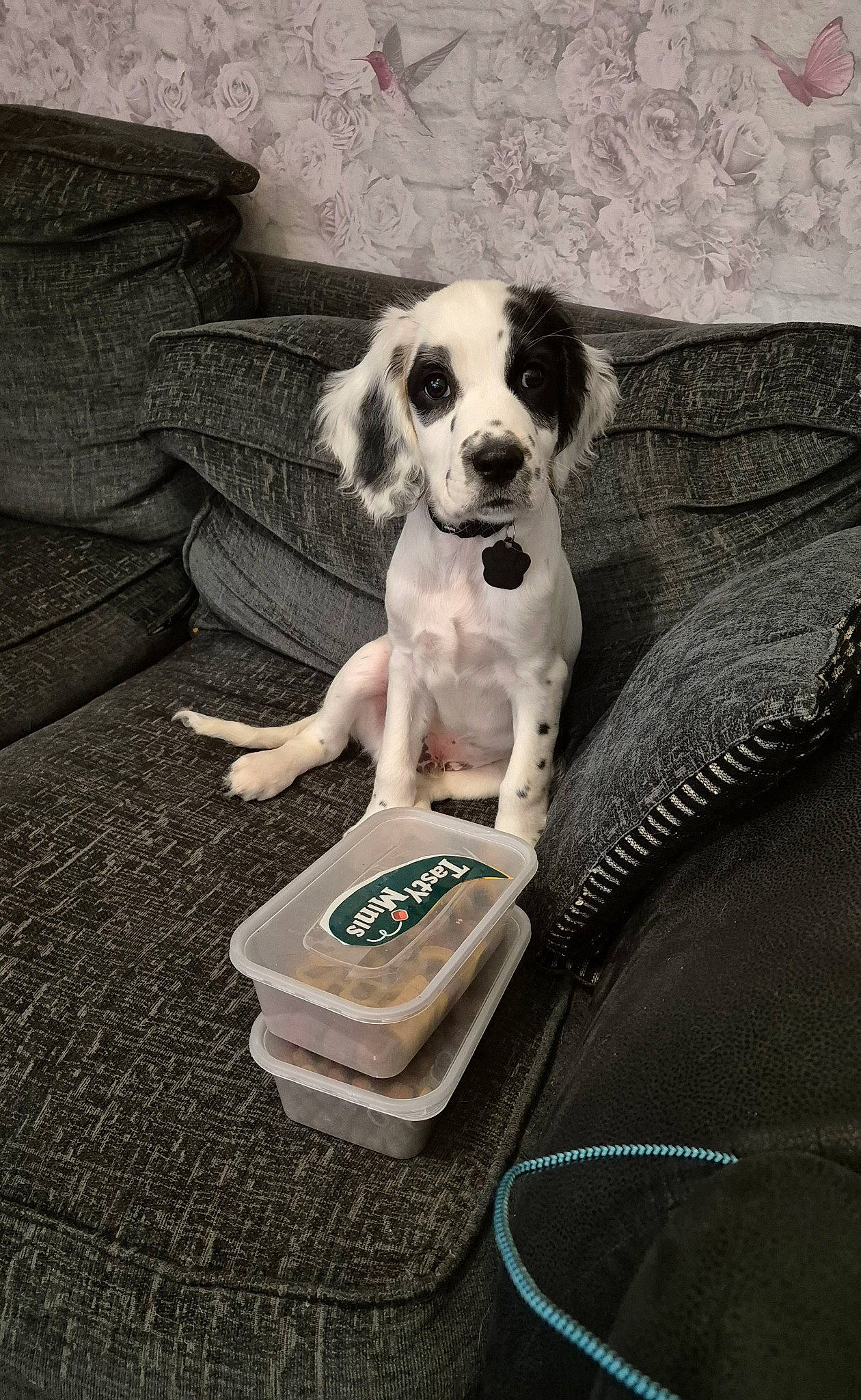 Bruno is registered to the contest to win money with this photo: carnivore, comfort, companion_dog, couch, dog, dog_breed, dog_collar, dog_supply, eyewear, fawn, fur, linens, living_room, pet_supply, room, snout, sofa_bed, sporting_group, toy_dog, working_animal