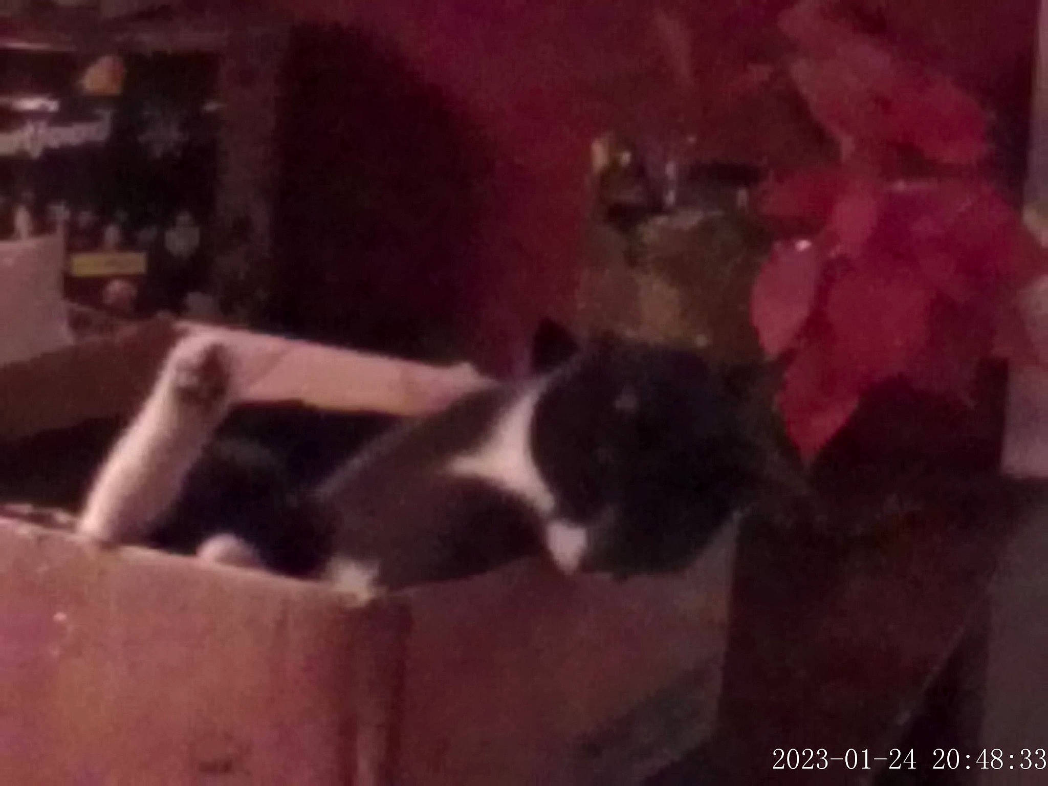 Smokey is registered to the contest to win money with this photo: art, carnivore, cat, felidae, flower, fur, magenta, petal, plant, room, small_to_medium_sized_cats, terrestrial_animal, visual_arts, window