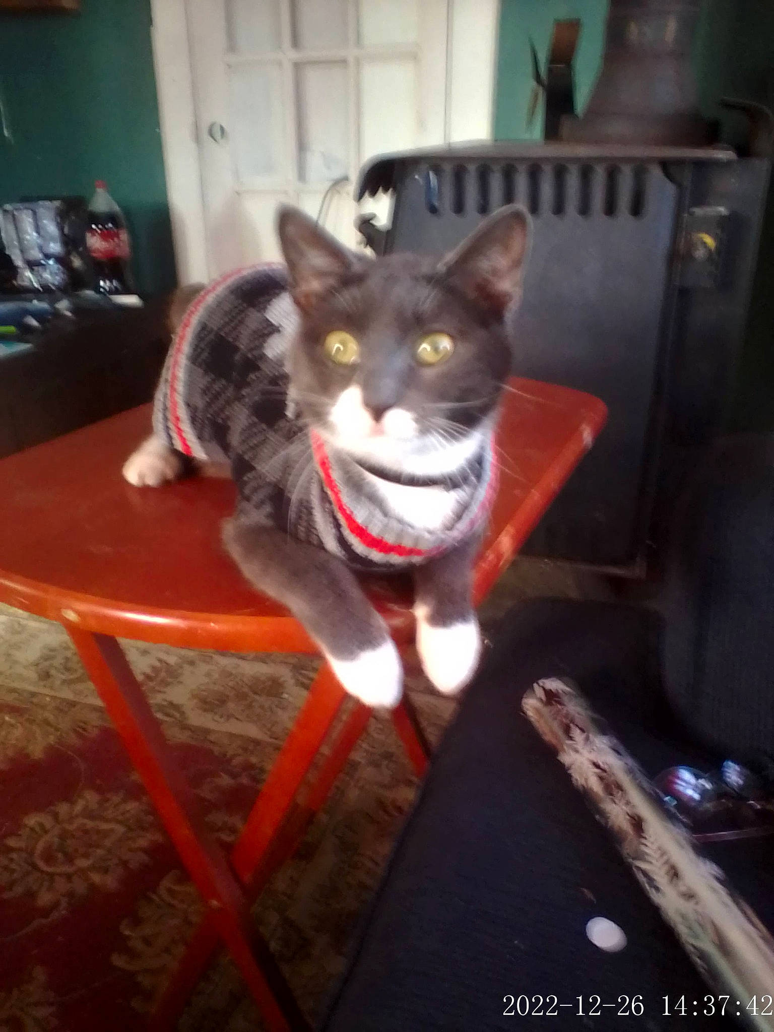 Smokey is registered to the contest to win money with this photo: canidae, carnivore, cat, dog_breed, domestic_short_haired_cat, felidae, fictional_character, floor, flooring, fur, grey, jaw, sitting, small_to_medium_sized_cats, snout, table, tail, whiskers, wood