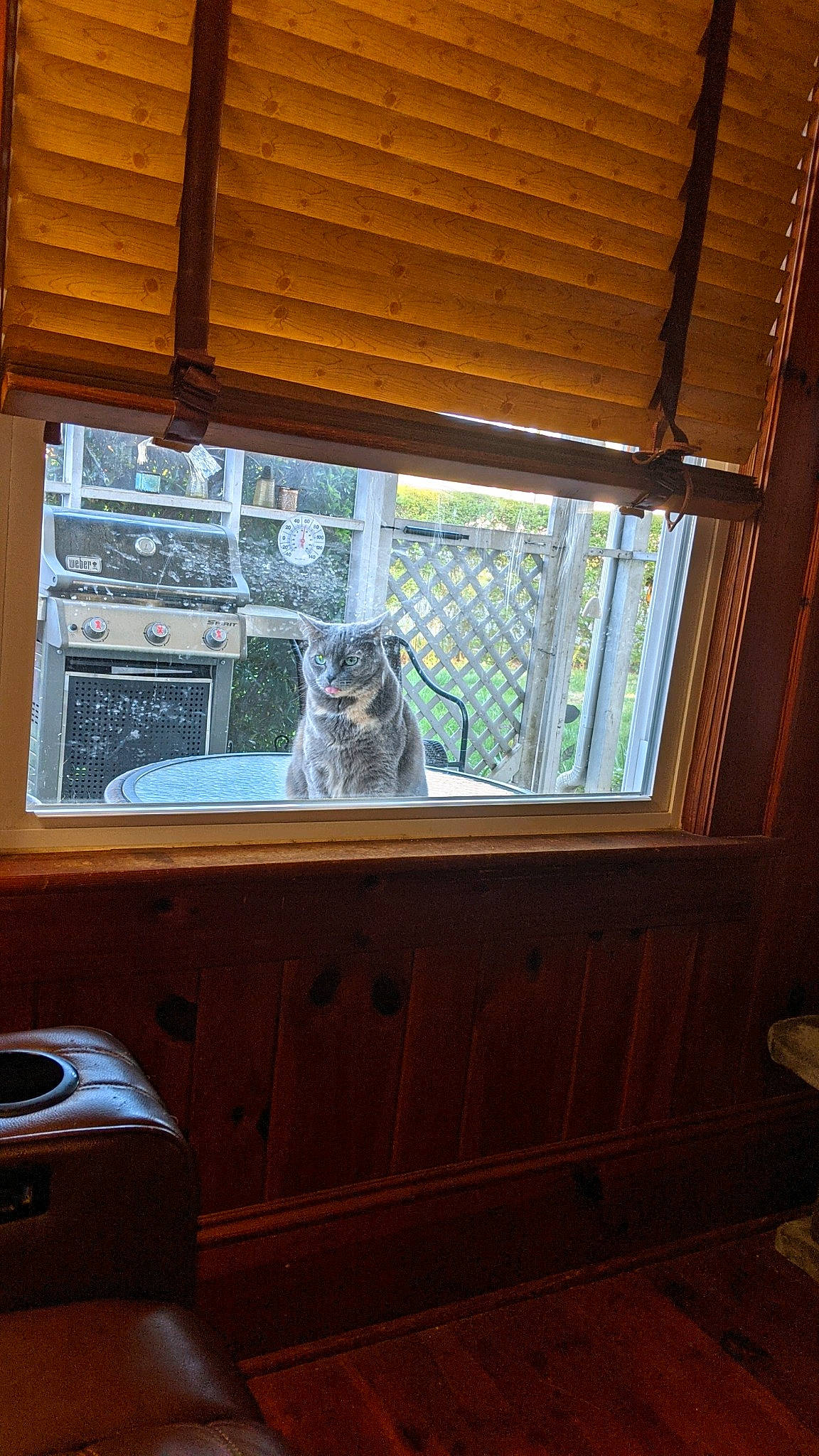 Cici joined the competition — help win amazing prizes! building, cabinetry, carnivore, cat, ceiling, door, felidae, fixture, flooring, glass, hardwood, home_door, house, shade, small_to_medium_sized_cats, tail, tints_and_shades, window, wood, wood_stain