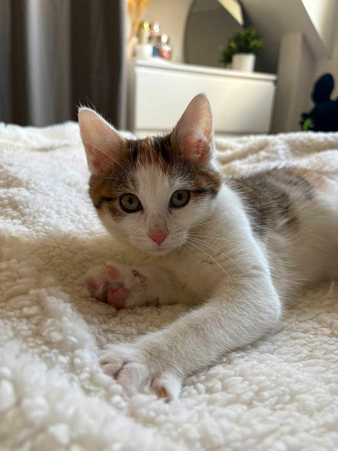 Stella a rejoint le concours — aidez-le/la à gagner de superbes lots ! kitten, cat, pet, animal, white_blanket, fluffy, paw, cute, indoor, feline, young_cat, fur, whiskers, relaxed, bedroom, soft_light, curious, closeup, cozy, resting