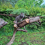 Sanka a rejoint le concours — aidez-le/la à gagner de superbes lots ! animal, cat, curious, daylight, fur, grass, gray_cat, greenery, leaves, mammal, nature, outdoor, perched, pet, plants, sky, tree_branch, trunk, wildlife, wood