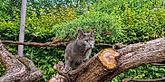 Sanka a rejoint le concours — aidez-le/la à gagner de superbes lots ! adventure, animal, cat, curious, daylight, foliage, garden, gray_cat, greenery, leaves, mammal, nature, outdoor, park, pet, plant, tree_branch, trunk, wildlife, wood