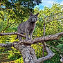 Sanka participe au concours pour gagner de l'argent avec cette photo : animal, blue_sky, branch, cat, closeup, daylight, feline, garden, gray_cat, greenery, leaves, mammal, nature, outdoor, pet, sunlight, tree_branch, trunk, wildlife, wood