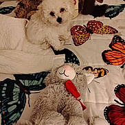 Buddy is registered to the contest to win money with this photo: animal, bed, bedspread, butterfly_pattern, cozy, cute, decor, dog, fabric, gray, indoor, pet, plush_toy, puppy, red_bow, sleeping_area, soft_toys, stuffed_animal, toy, white_fur