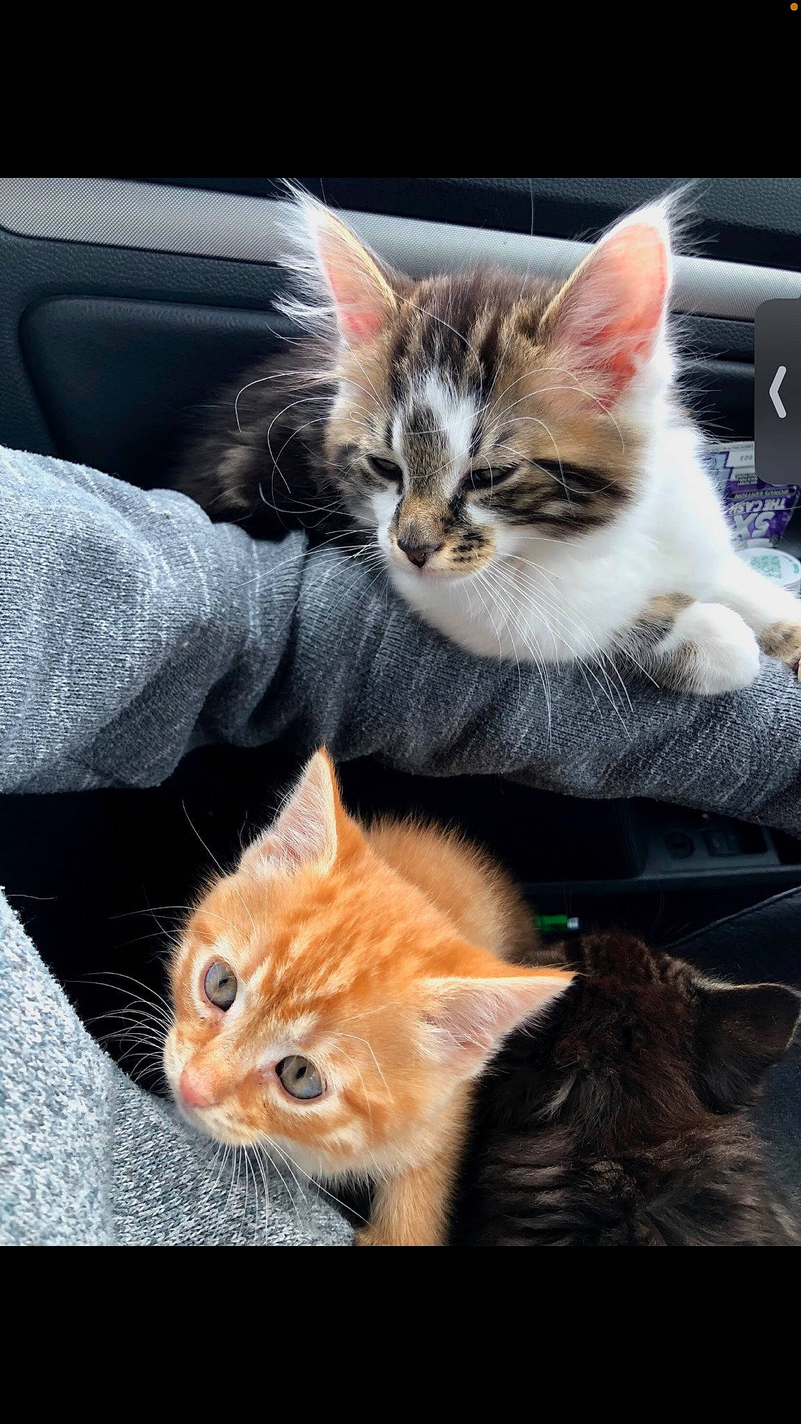 Buggy is registered to the contest to win money with this photo: carnivore, cat, claw, comfort, domestic_short_haired_cat, fawn, felidae, fur, gesture, grass, iris, paw, photo_caption, plant, small_to_medium_sized_cats, snout, tail, whiskers, window, wood