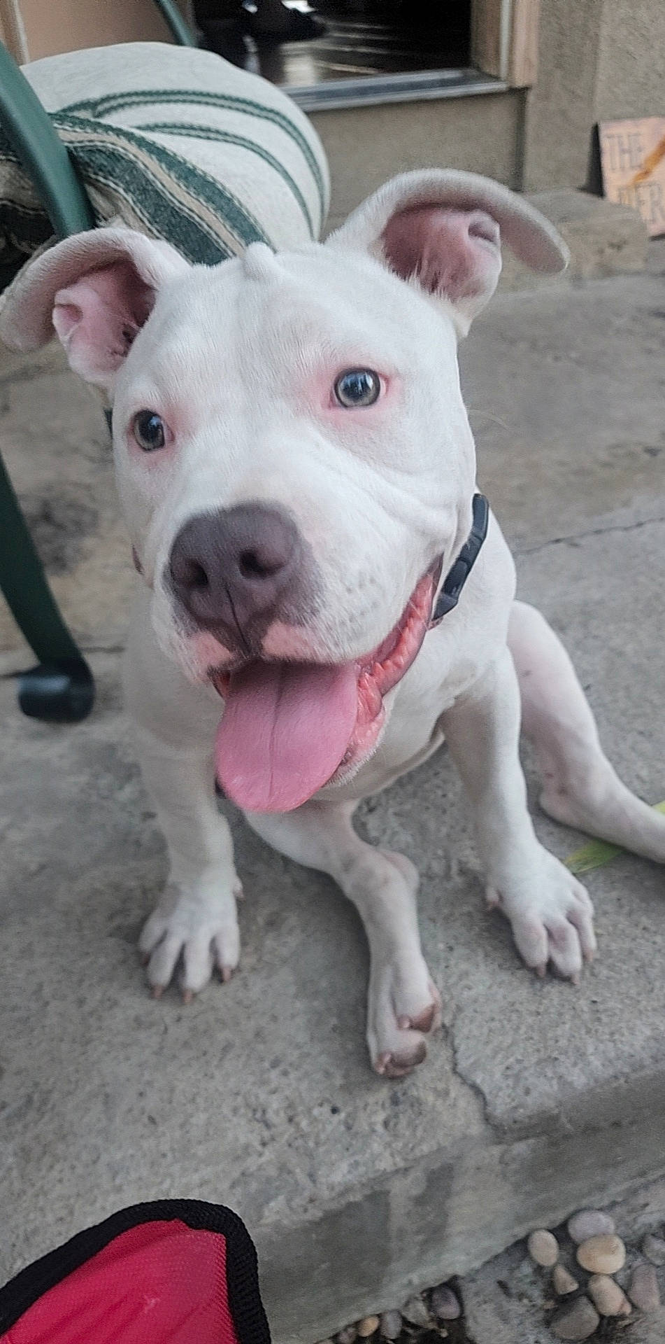 Daisy is registered to the contest to win money with this photo: canidae, carnivore, collar, companion_dog, cordoba_fighting_dog, dog, dog_breed, dog_collar, dog_supply, ear, fawn, fur, non_sporting_group, pet_supply, pink, snout, sporting_group, terrestrial_animal, working_animal