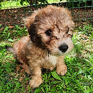 Vasco participe au concours pour gagner de l'argent avec cette photo : adorable, animal, curly_fur, cute, dog, eyes, fence, fur, grass, greenery, leaf, nature, outdoor, pet, portrait, puppy, sitting, small, snout, young