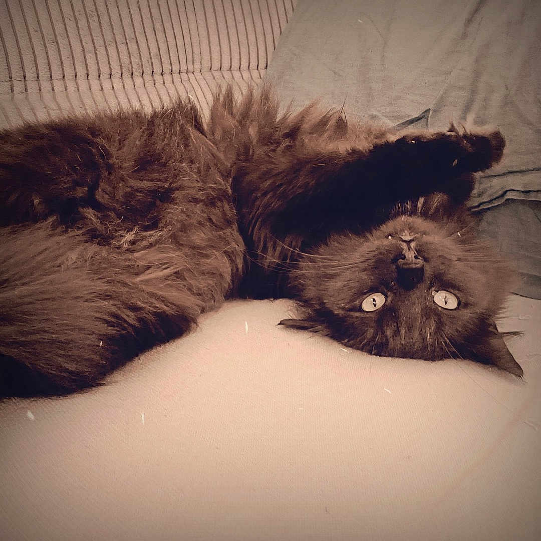 Léon participe au concours pour gagner de l'argent avec cette photo : animal, black_cat, cat, couch, cozy, curious, cute, eyes, feline, fluffy, fur, home, indoor, mammal, paw, pet, relaxed, resting, upside_down, whiskers