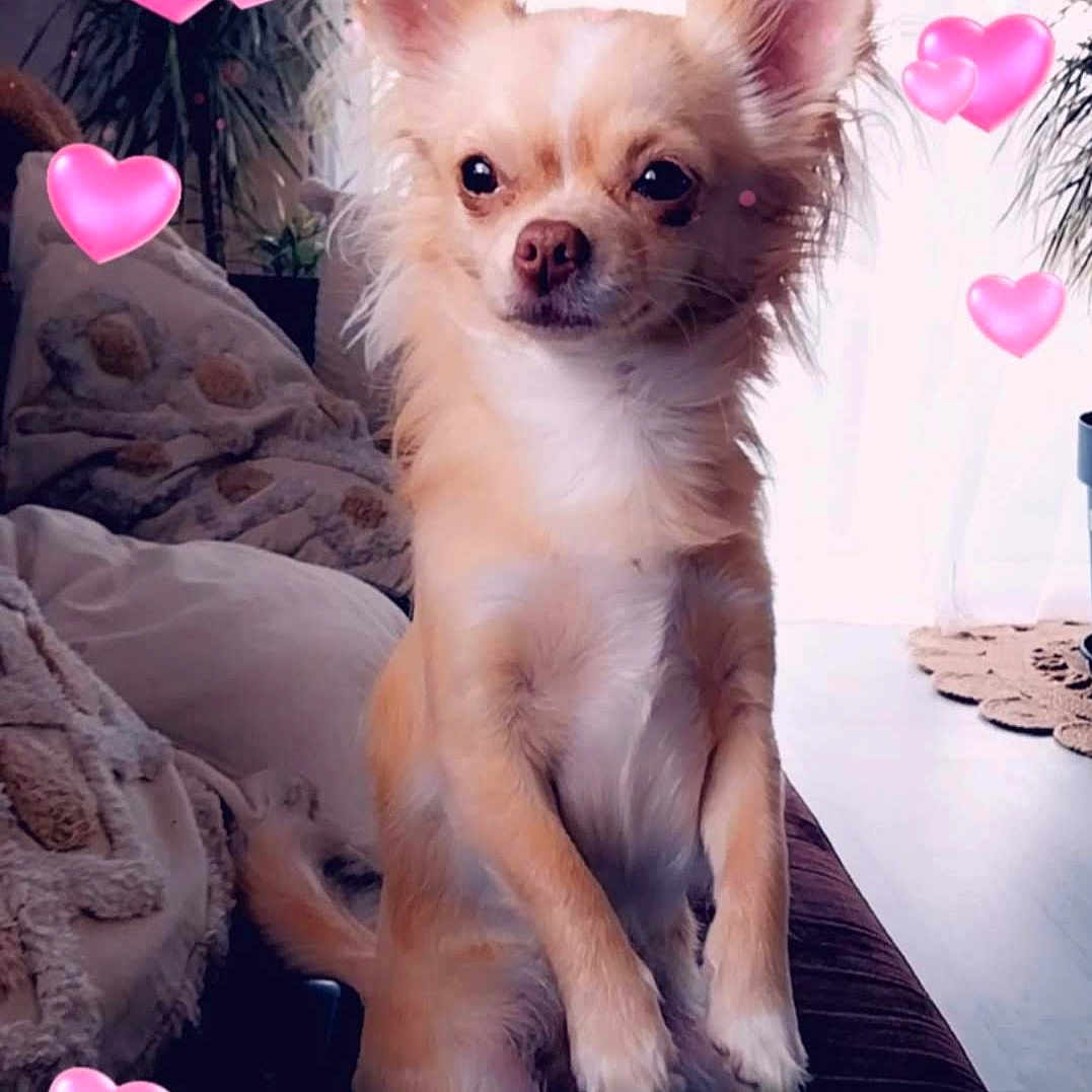 Bella participe au concours pour gagner de l'argent avec cette photo : animal, blanket, couch, cozy, cute, dog, domestic_animal, ears, expression, fluffy, fur, heart_emoji, indoor, living_room, love, pet, portrait, sitting, small_dog, tail