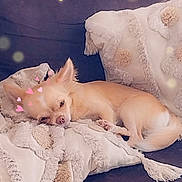 Bella participe au concours pour gagner de l'argent avec cette photo : dog, chihuahua, sleeping, blanket, couch, pet, cozy, indoor, furniture, cute, small_dog, resting, heart_stickers, bokeh, soft_lighting, fur, tail, ears, decorative_pillow, relaxation
