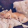 dog, chihuahua, sleeping, blanket, couch, pet, cozy, indoor, furniture, cute, small_dog, resting, heart_stickers, bokeh, soft_lighting, fur, tail, ears, decorative_pillow, relaxation